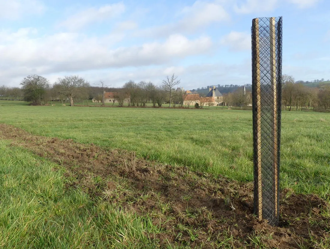 Plantation de haie bocagère